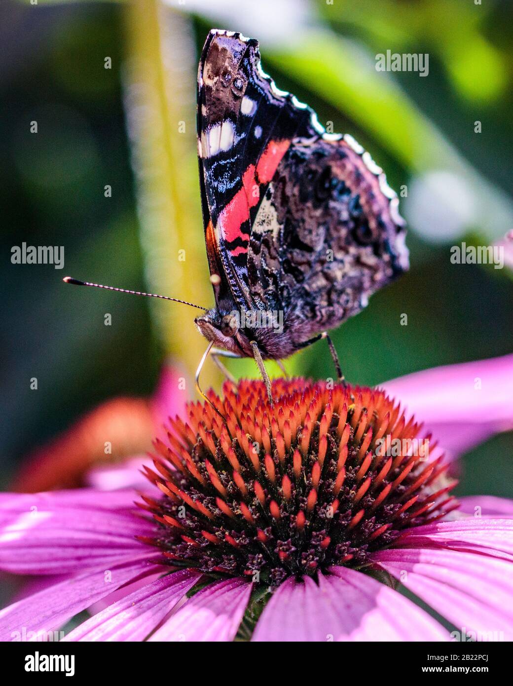 Roter Admiral auf Echinacea Blume Stockfoto