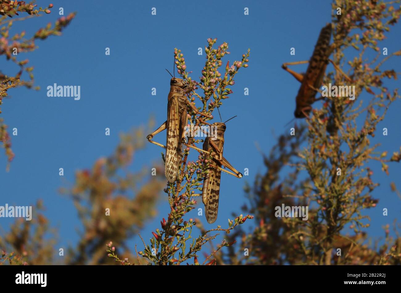 Heuschrecken ernähren sich von Wüstenpflanzen Stockfoto