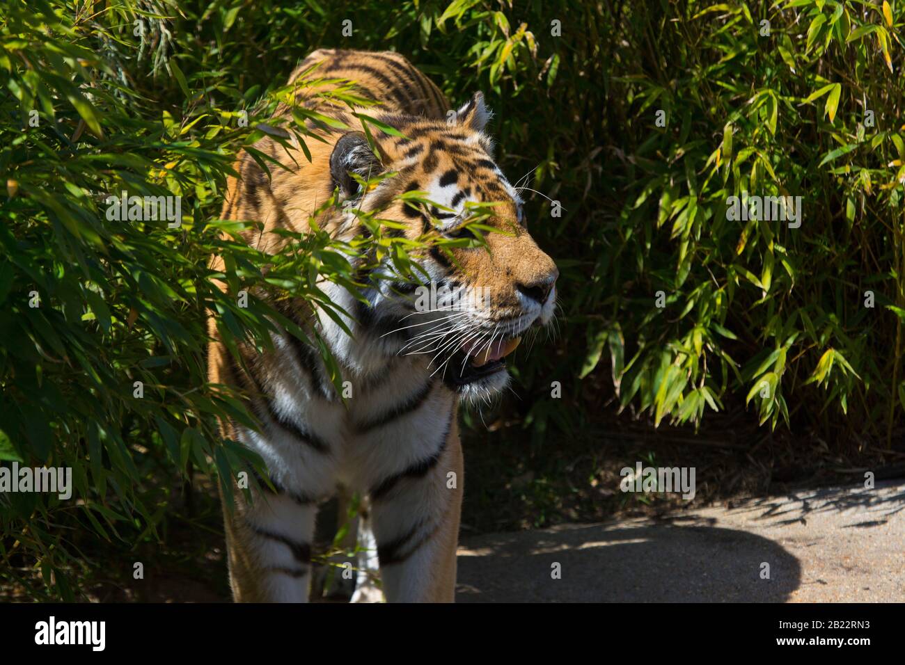 Ein Samur Tiger schleichen in den Büschen, zeigt effektive Tarnung Stockfoto