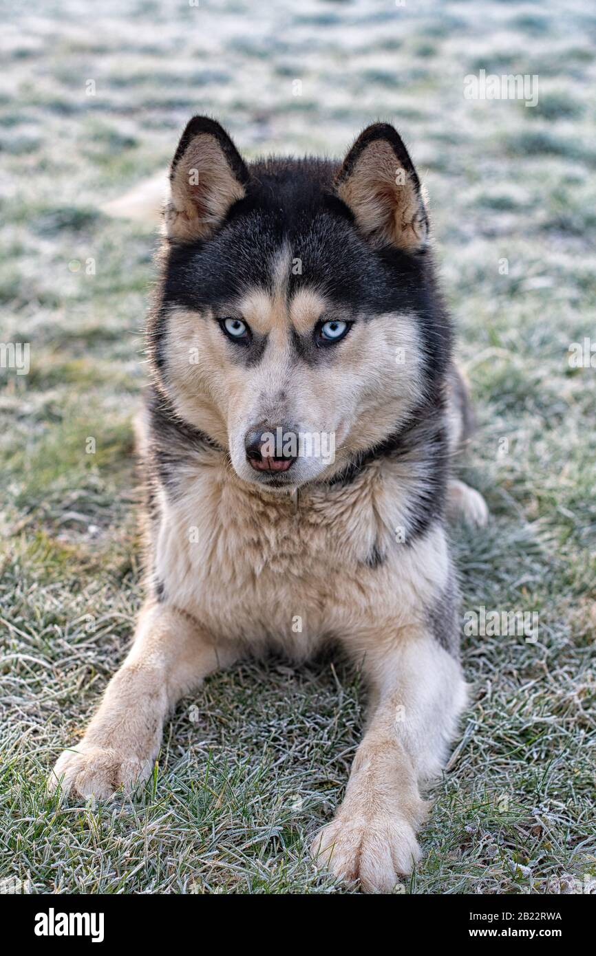 Sibirisches Husky-Porträt. Eine Nahaufnahme. Stockfoto