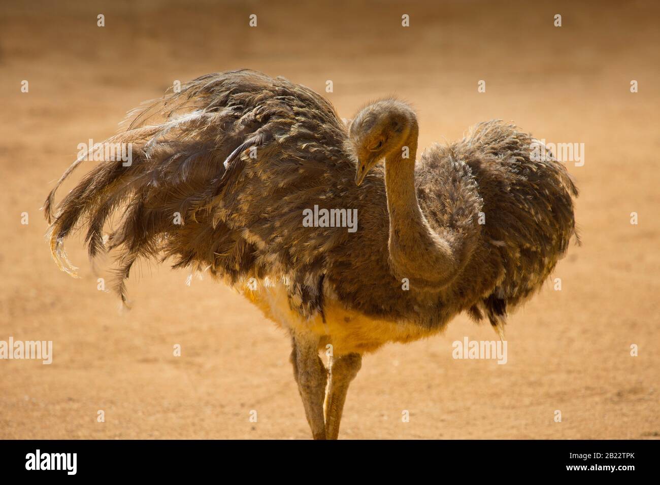 Von Darwin Rhea posiert in der Sonne in einem trockenen, verbreiten Wüste Einstellung mit Flügeln Stockfoto