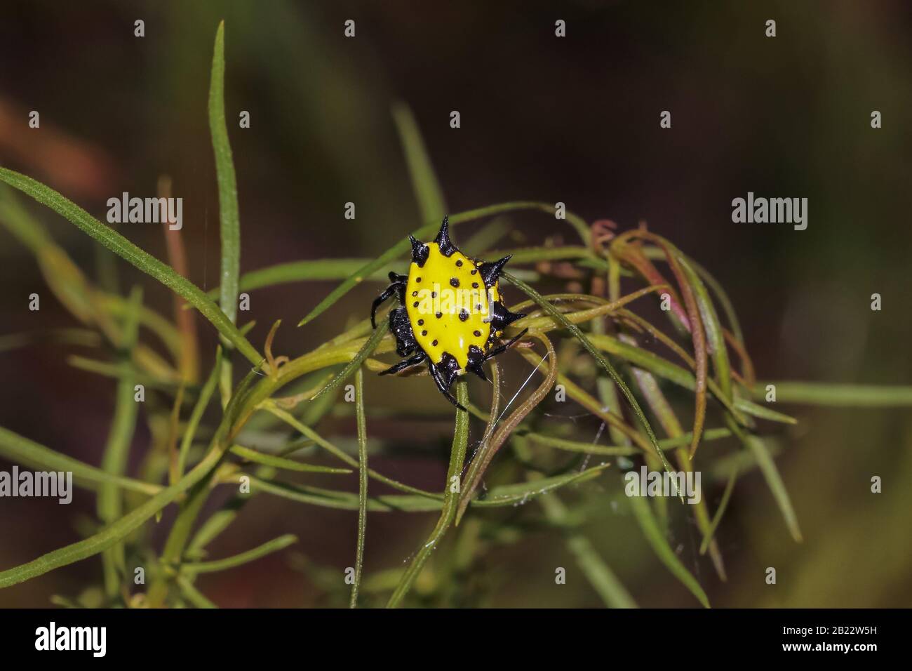 Gasteracantha cancriformis in Splinter Hill Bog, Baldwin County, Alabama Stockfoto