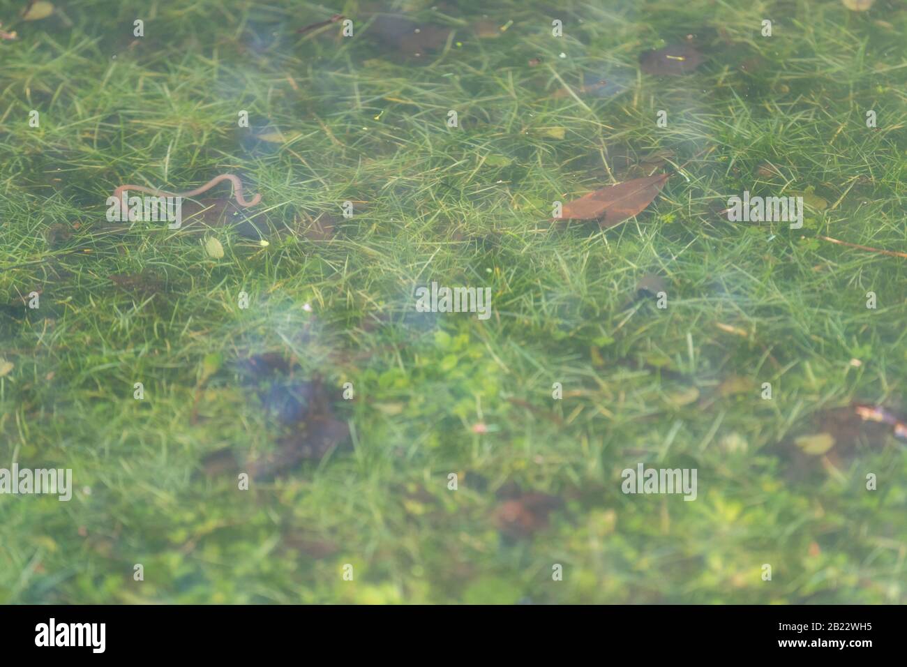 Regenwurm durch Überschwemmungen in einem privaten, wildlebenden Garten nach den Stürmen Anfang Frühjahr 2020 an die Oberfläche gezwungen. Stockfoto