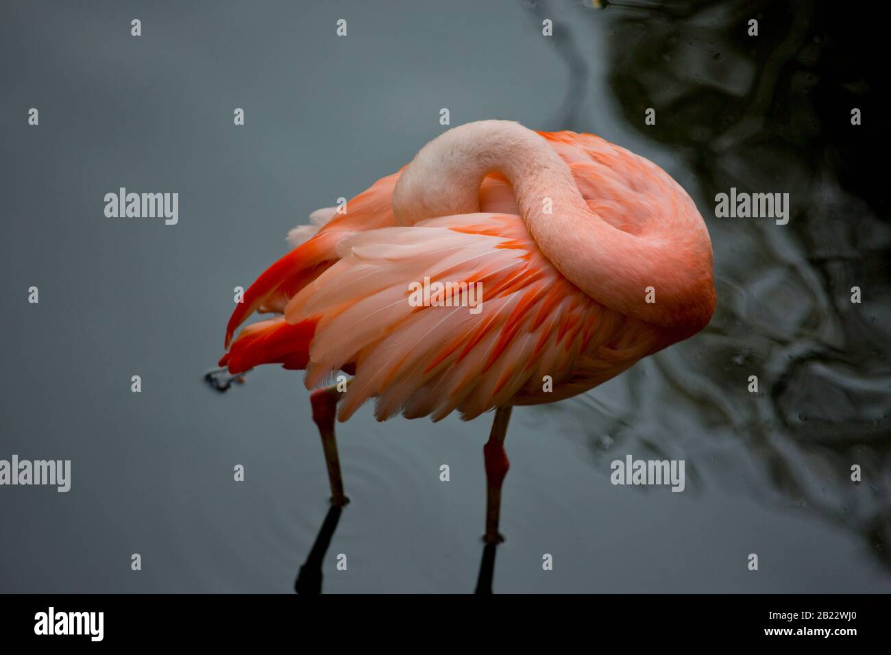 Ein chilenischer Flamingo seine Federn putzen Stockfoto