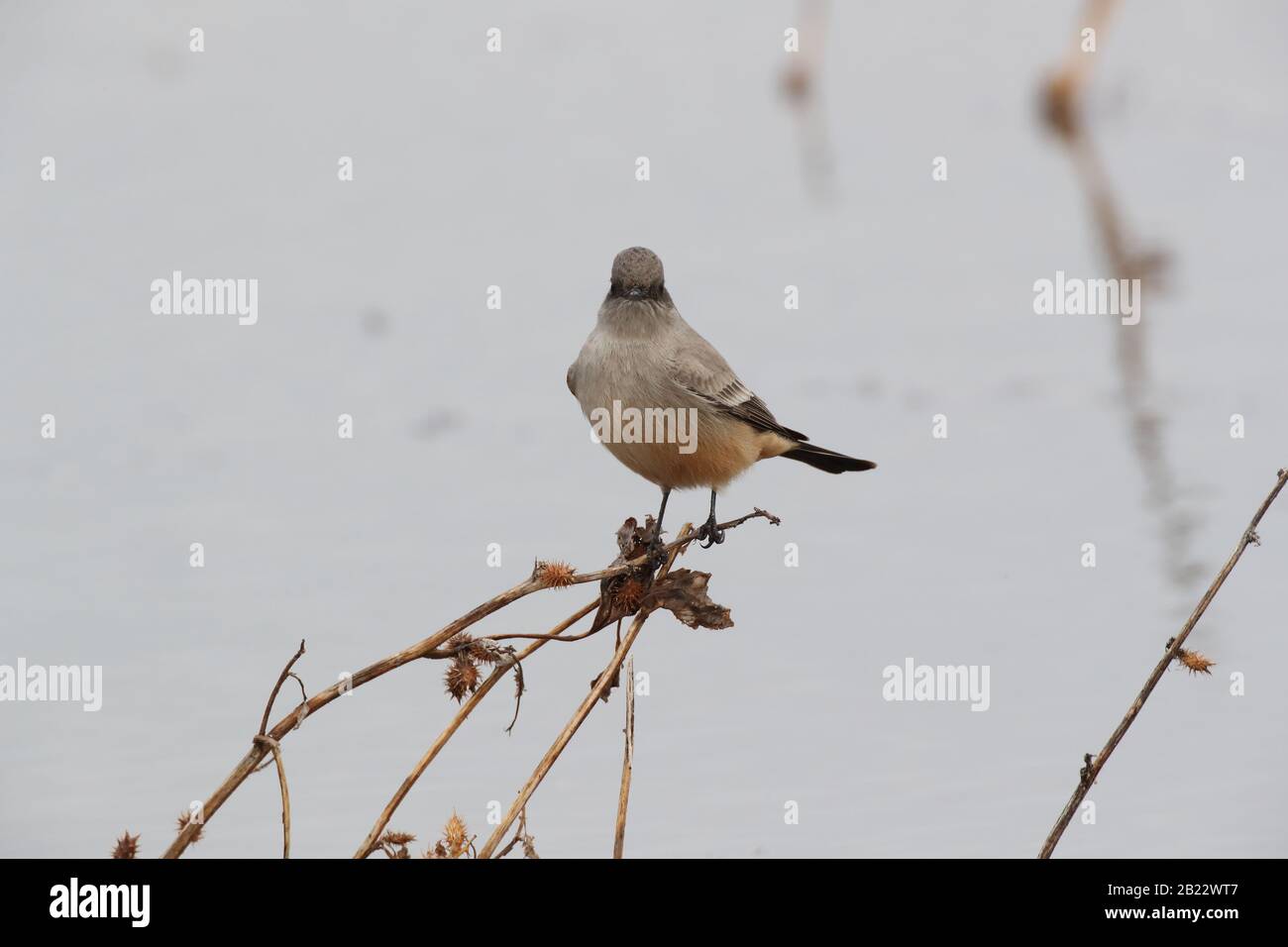 Say's phoebe (Sayornis saya) New Mexico USA Stockfoto