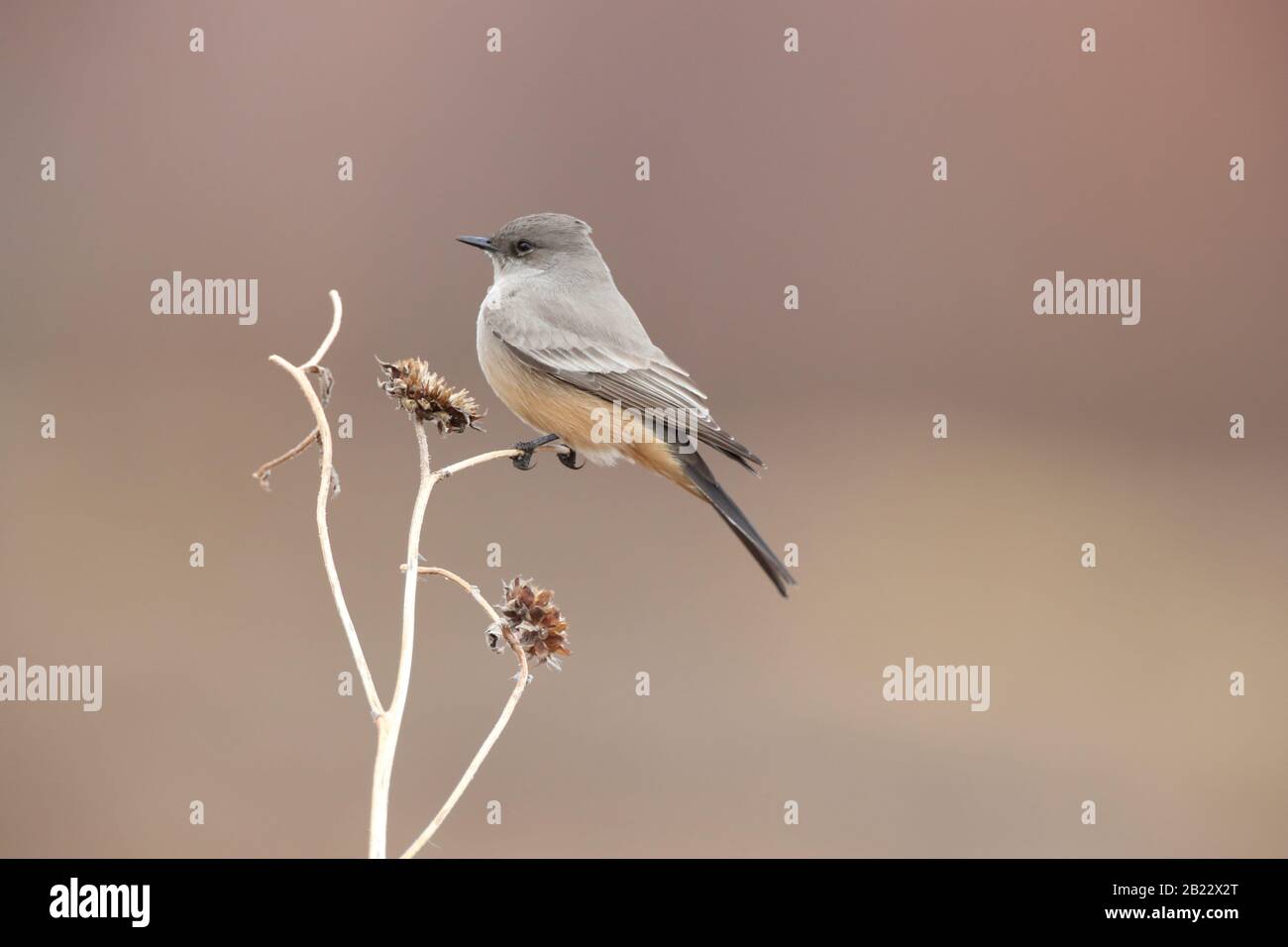 Say's phoebe (Sayornis saya) New Mexico USA Stockfoto