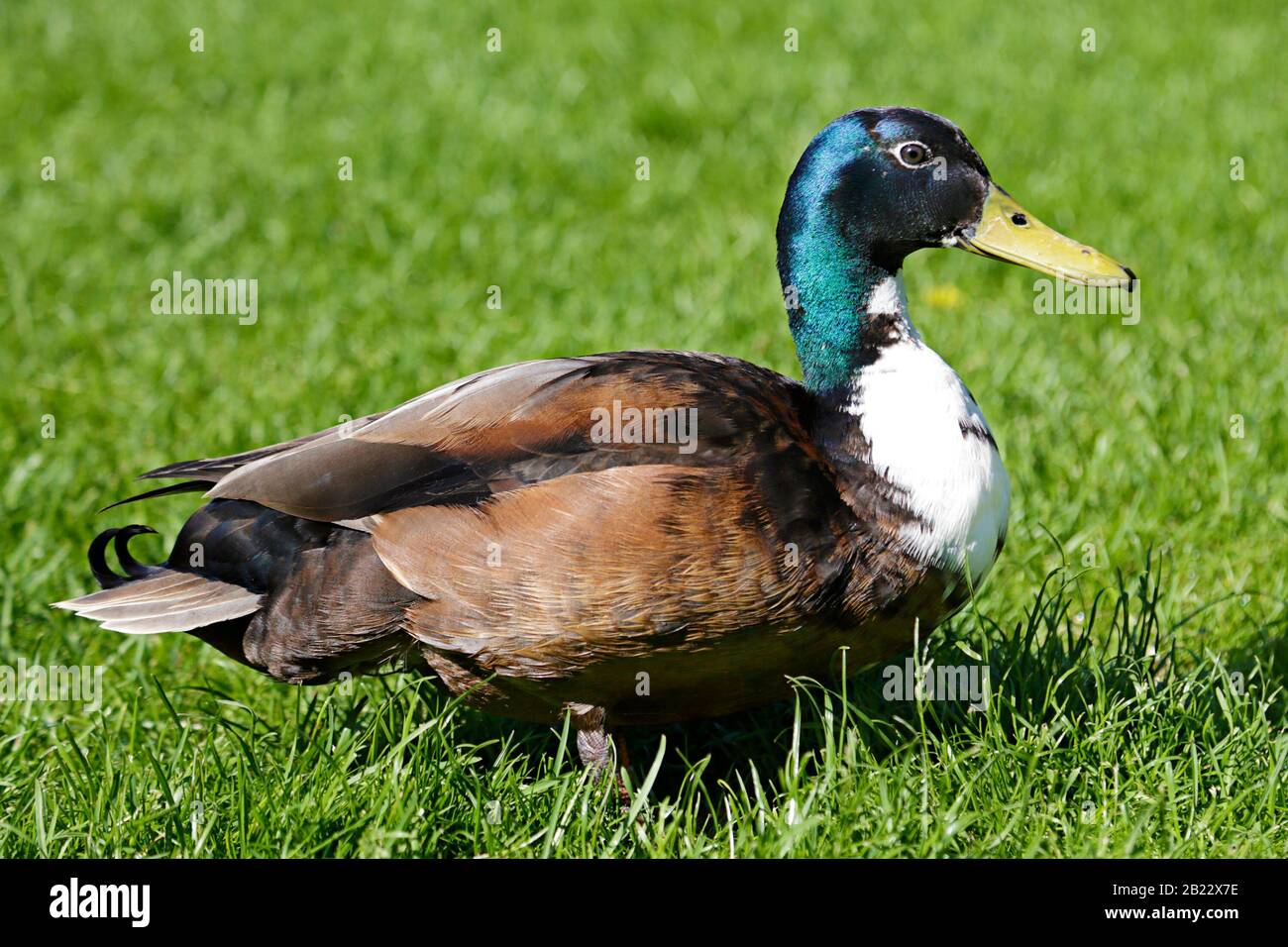 Blaue, schwedische Ente, die im Gras läuft Stockfoto