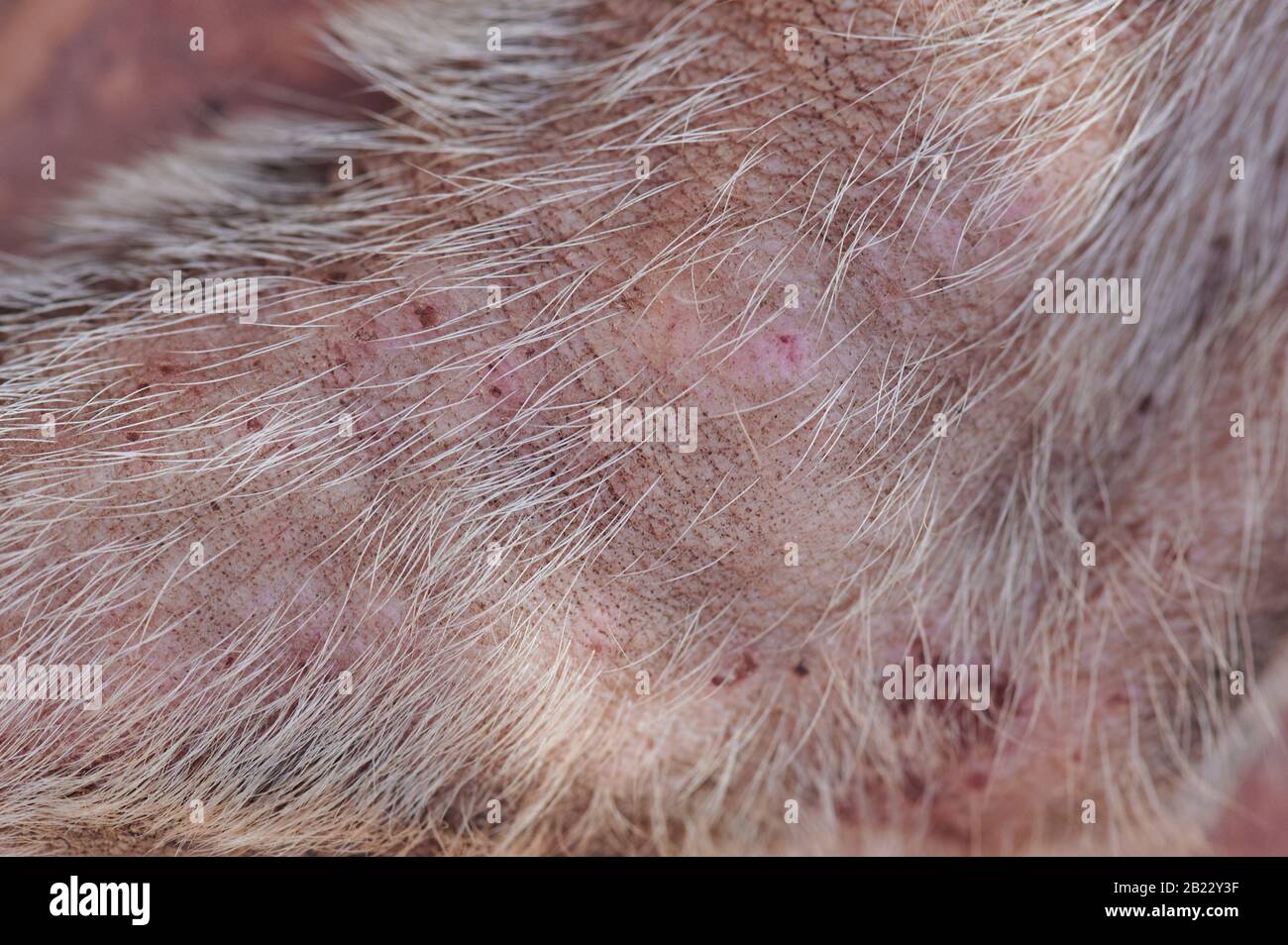 Beschädigte Hundehaut nach Flohbiss Nahansicht Stockfoto