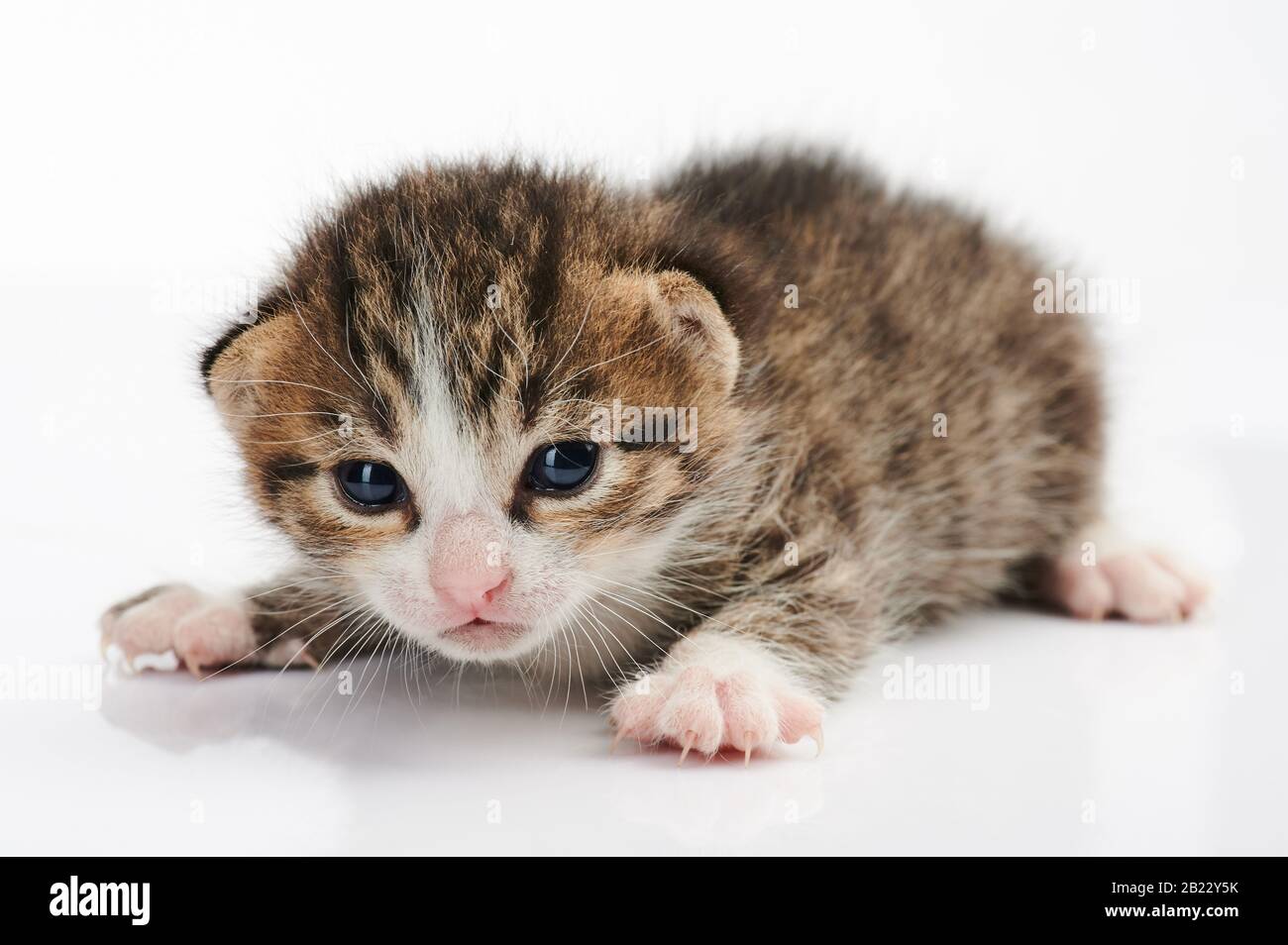 Süße Kätzchen isoliert auf weißem Hintergrund Stockfoto