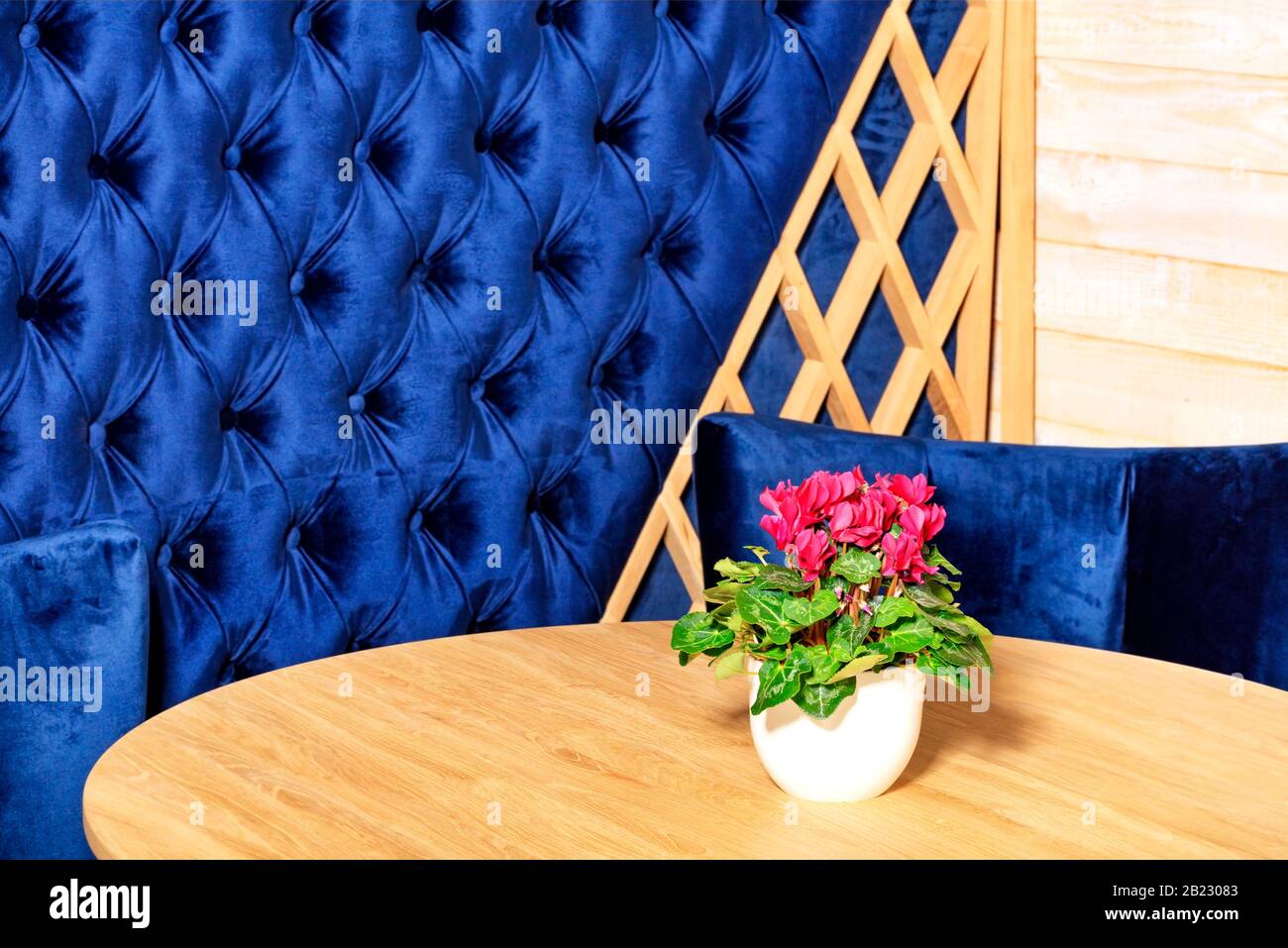 Rotes Cyclamen in einem weißen Blumentopf vor dem Hintergrund der Wand und Möbel, die in samtem, klassisch blauem Farbton in Unschärfe gepolstert sind. Stockfoto