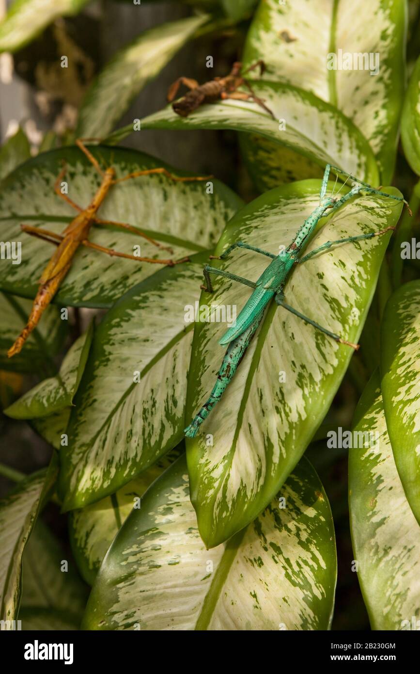 Riesige Heuschrecke im grünen Blatt. Makrofoto. Stockfoto