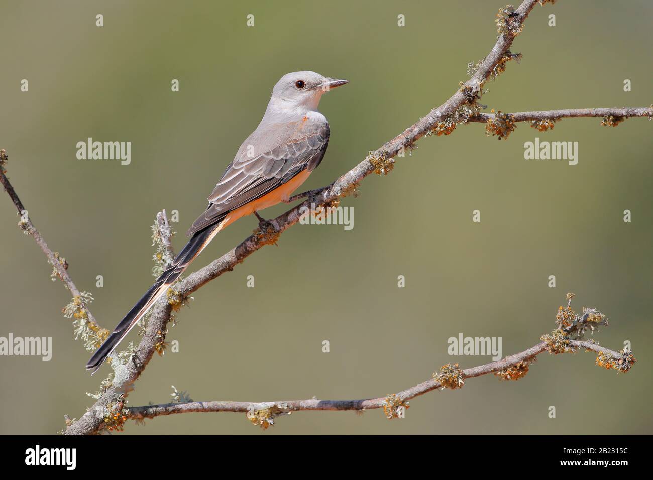 Scherenwedelfliegenfänger (Tyrannus forficatus) thront, Südtexas, USA Stockfoto