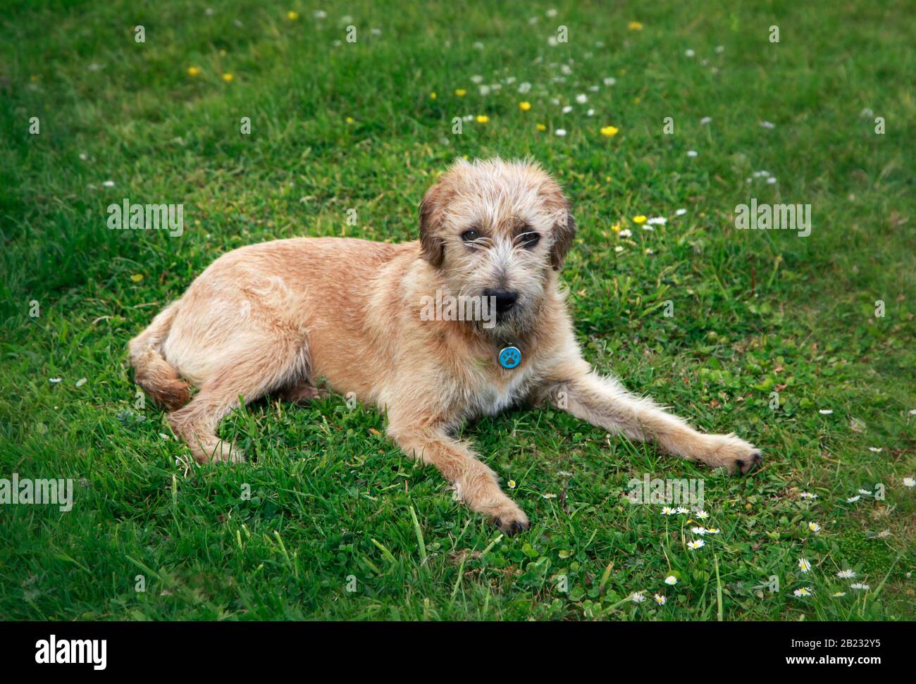 Junger Crossbreed Dog, der auf einem Rasen in einem Garten in Cork Ireland liegt Stockfoto