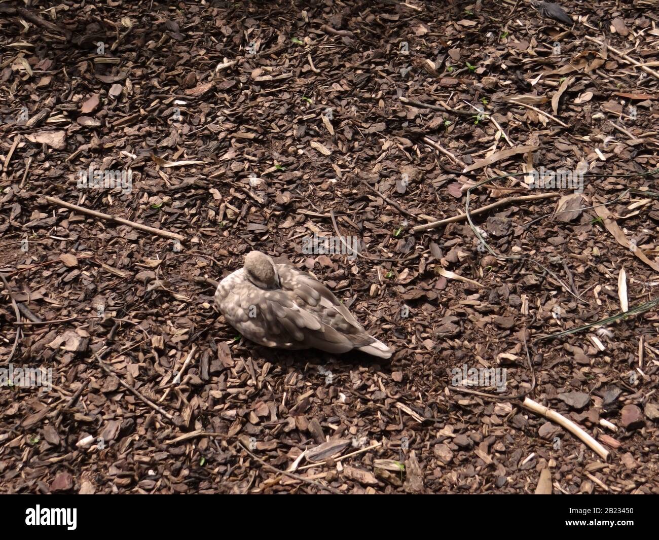 Schlafenden Vogel Stockfoto