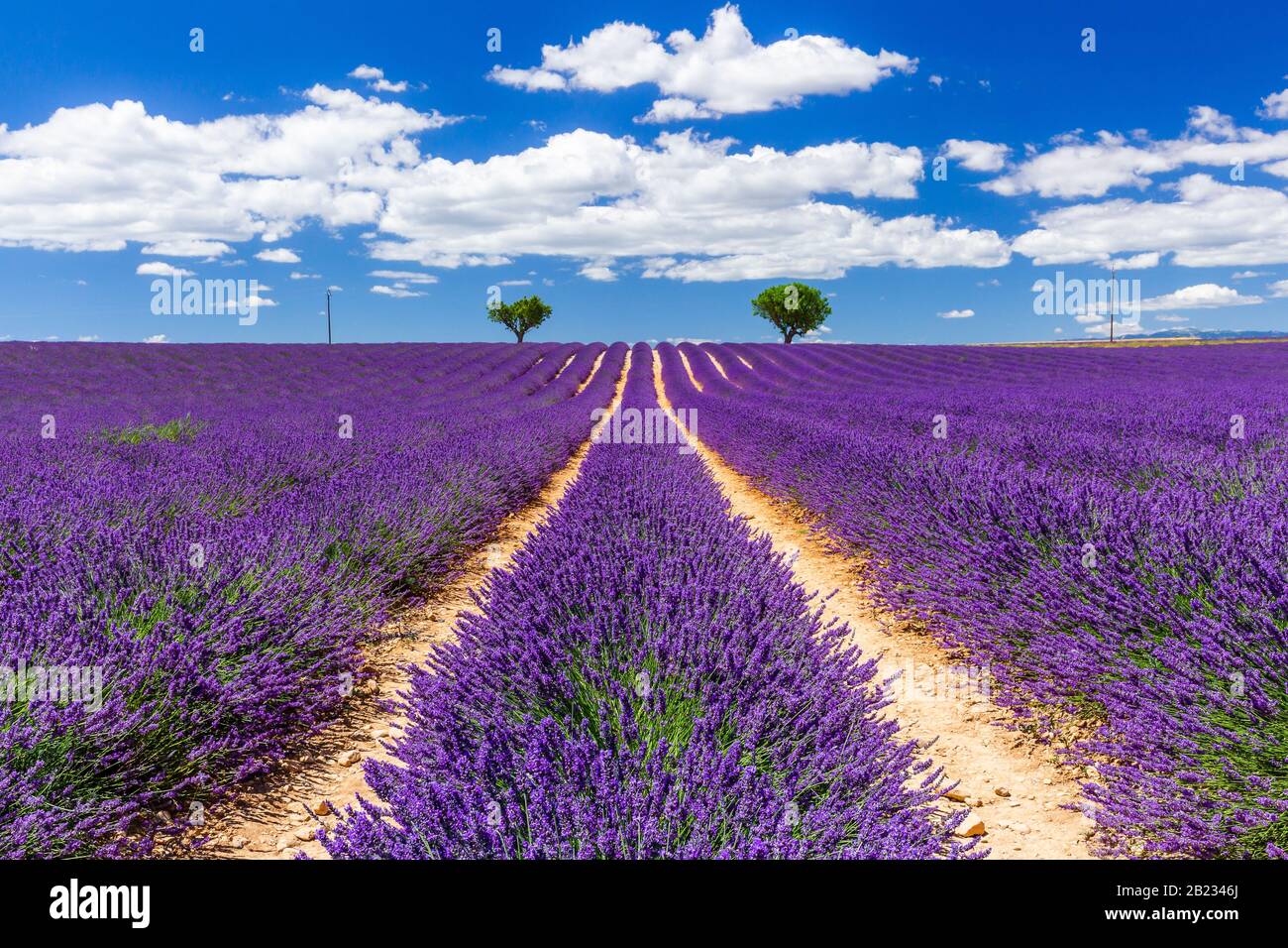 Provence, Frankreich. Lavendel Felder auf der Hochebene von Valensole. Stockfoto