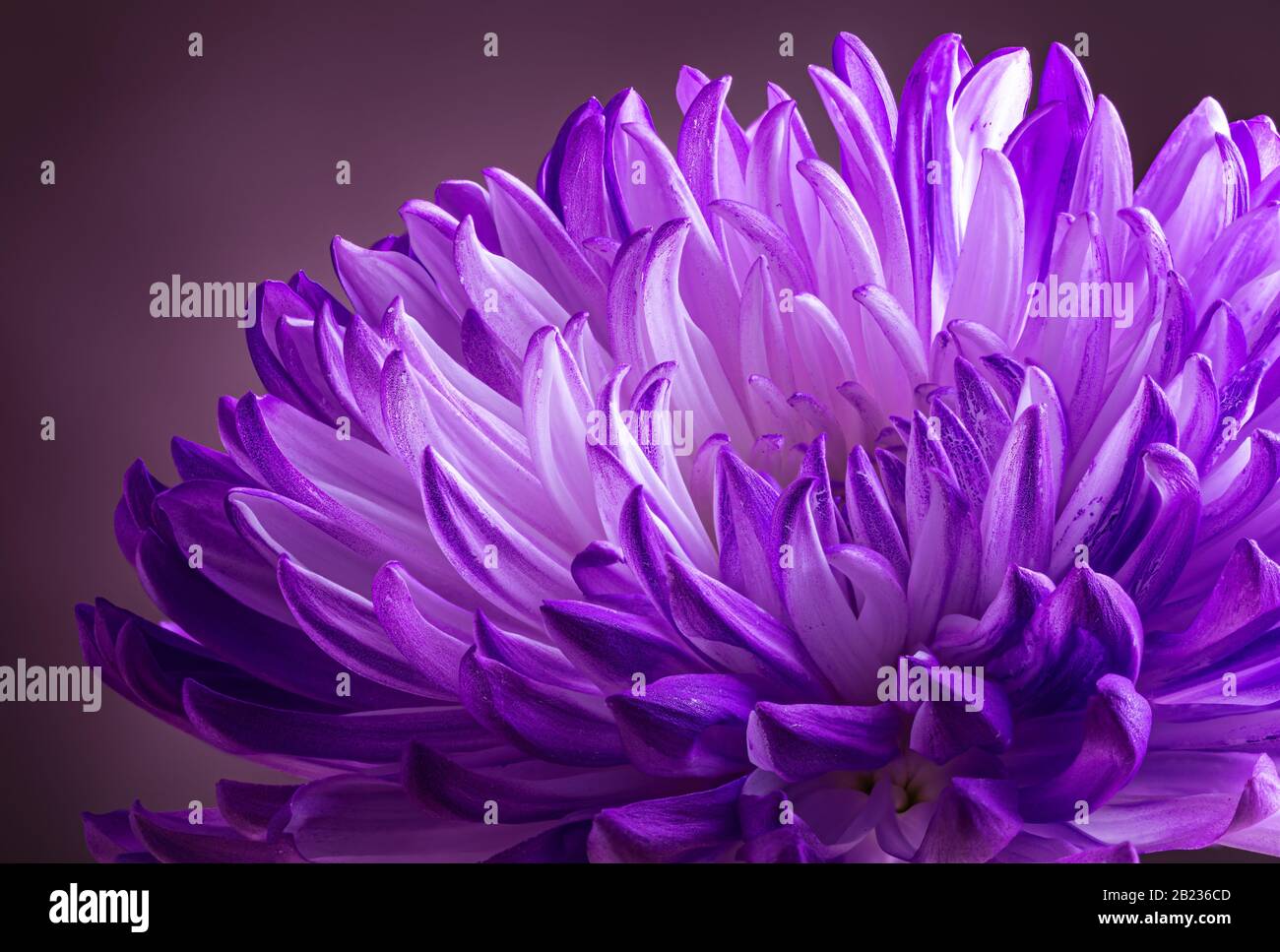 Nahaufnahme der schönen Chrysanthemumblume auf dunklem Hintergrund Stockfoto