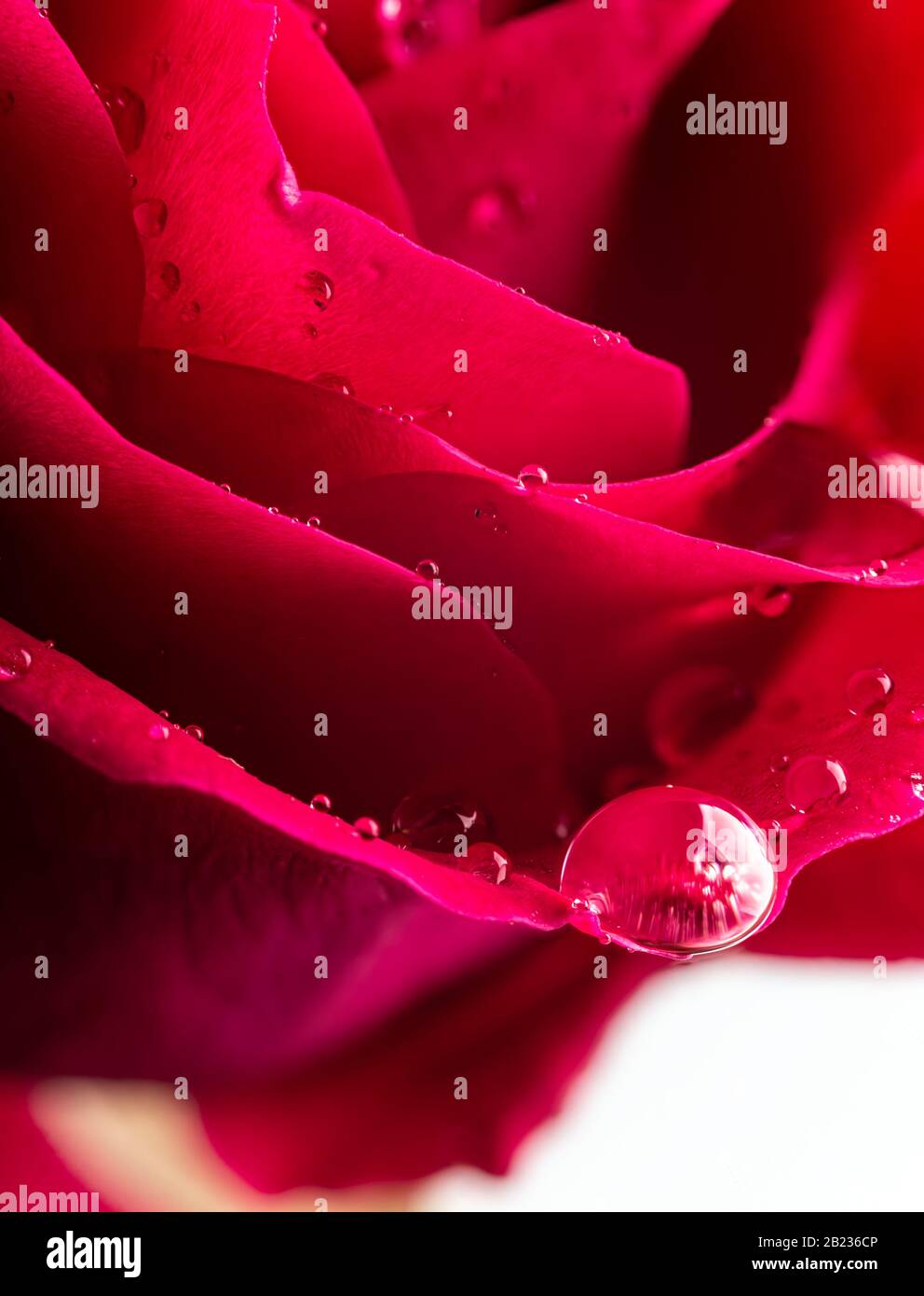 Nahaufnahme von Wassertropfen auf einer schönen roten Rose Stockfoto