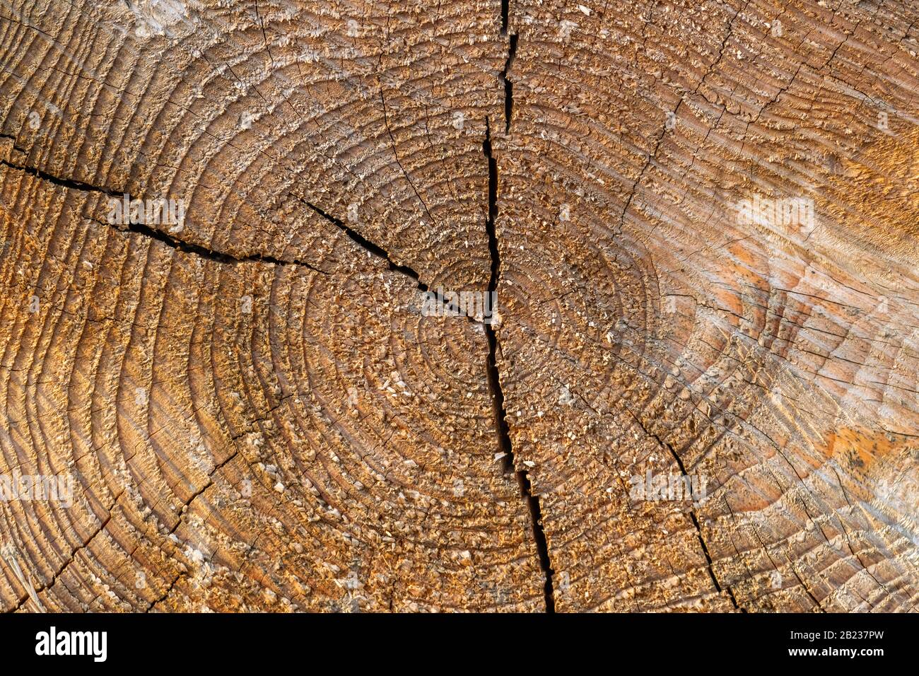 Textur des Holzschnitts mit Jahresringen, Detail Stockfoto