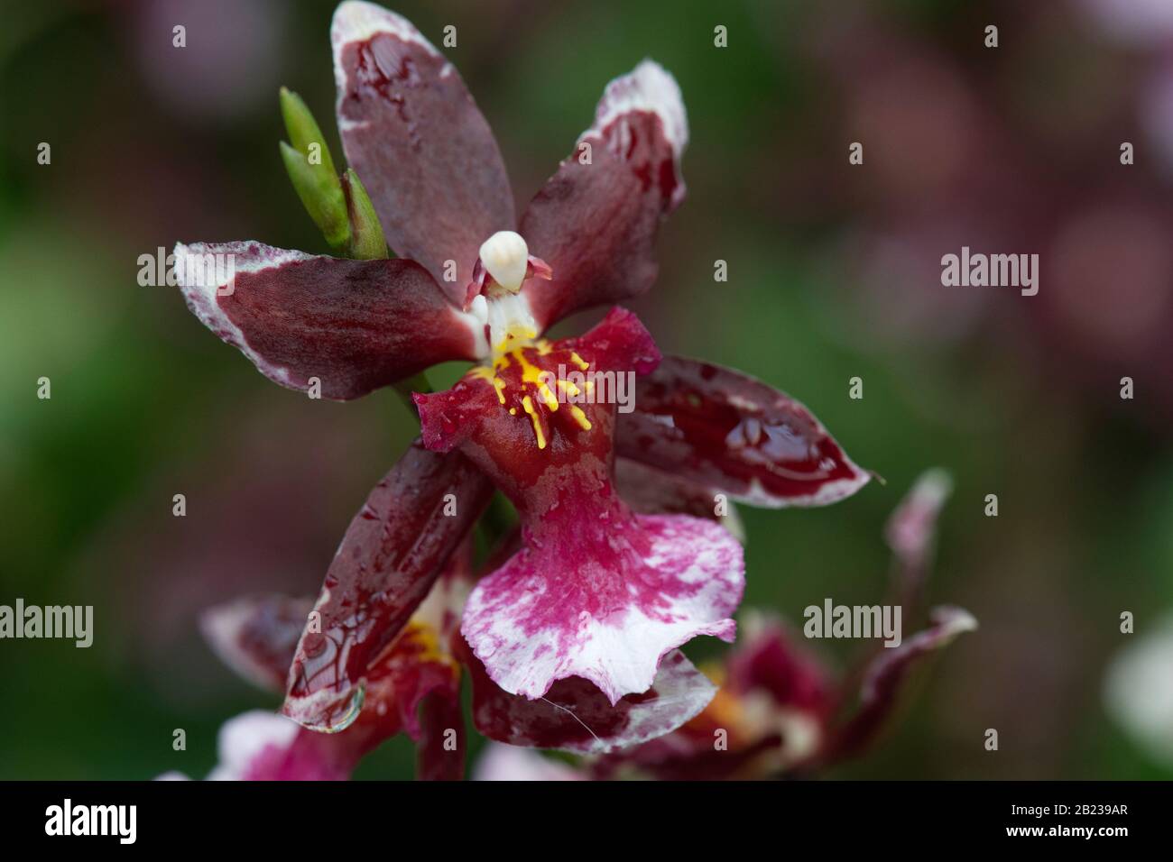 Onc Orchid - Kew Gardens Orchid Festival 2020 Stockfoto