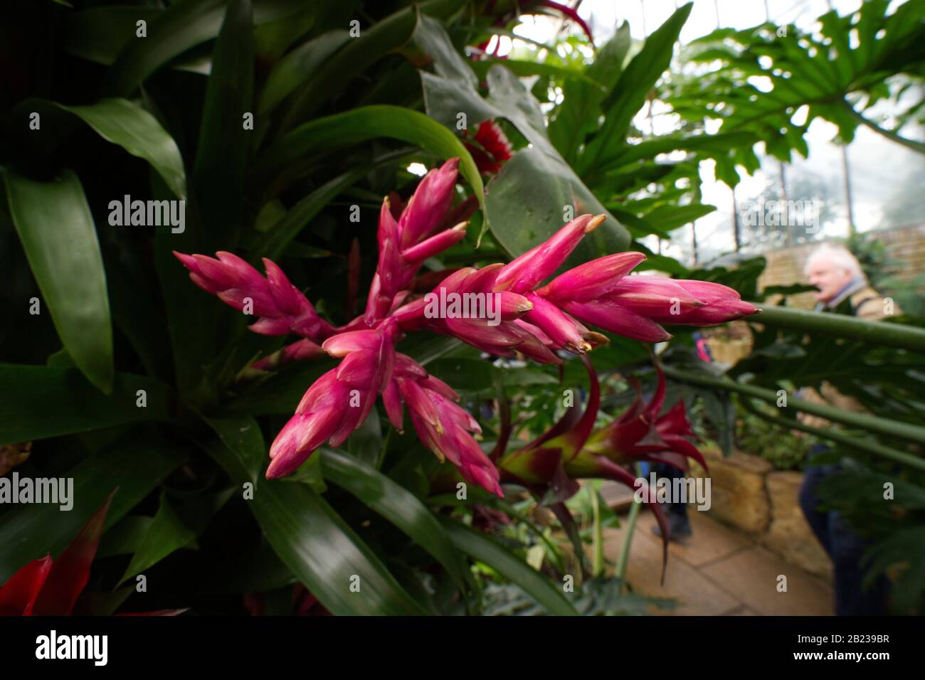 Kew Gardens Orchid Festival 2020 Stockfoto