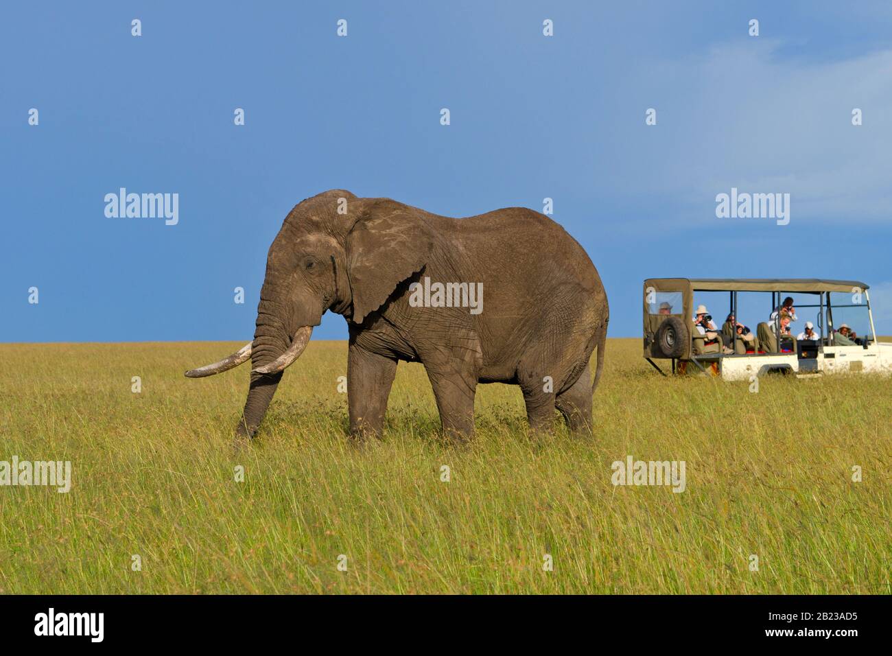 Afrikanischer Elefant begutachtet Landrover Stockfoto