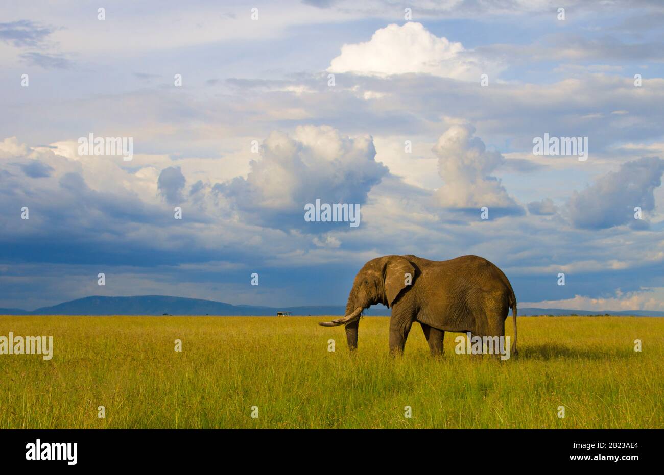 Afrikanischer Elefant begutachtet Landrover Stockfoto