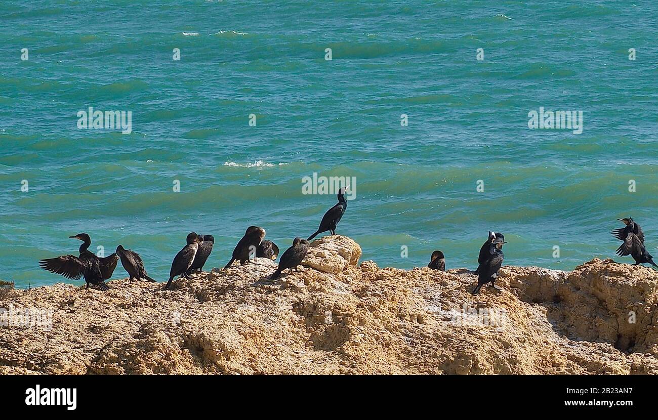 Kolonie von Kormoranvögel auf einem Felsen im Meer in Albufeira an der Küste der Algarve in Portugal Stockfoto