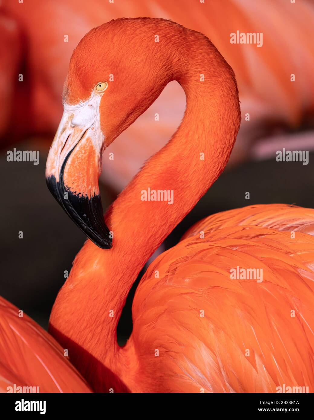 Roter Flamingo (Phönicopterus ruber), in der Nähe des karibischen Vogels Stockfoto