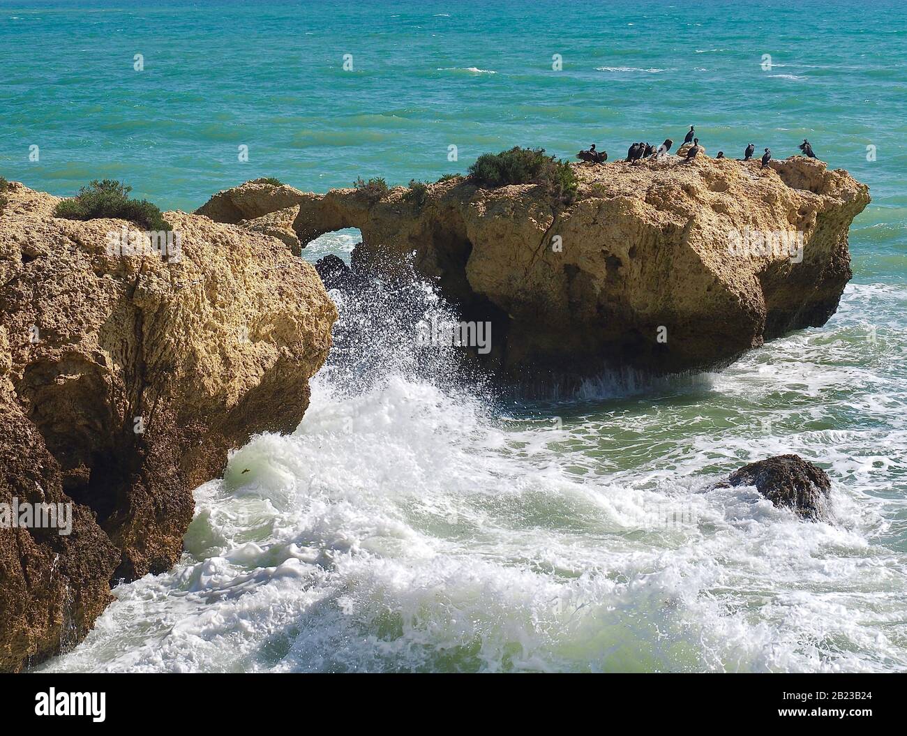 Kolonie von Kormoranvögel auf einem Felsen im Meer in Albufeira an der Küste der Algarve in Portugal Stockfoto