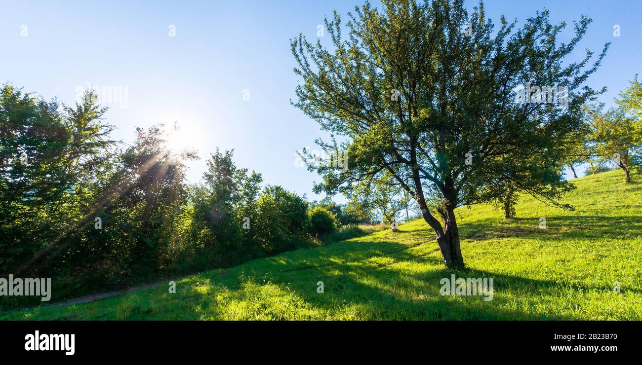 Apfelgarten auf dem Hügel in Abendlicht. Wundervolle landschaftliche Landschaft im Sommer. Grünes Gras und Laub unter einem blauen wolkenlosen Himmel Stockfoto