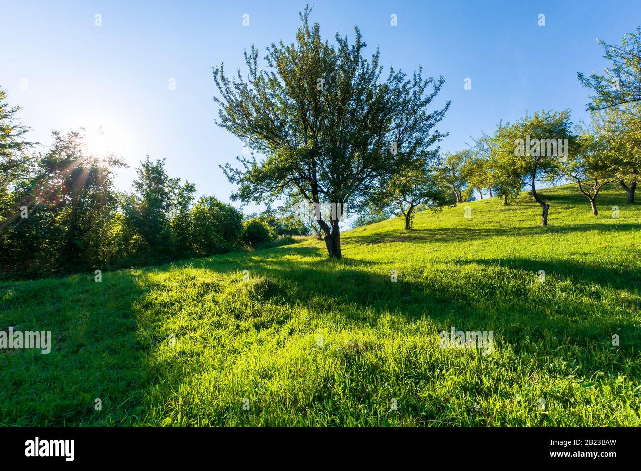 Apfelgarten auf dem Hügel in Abendlicht. Wundervolle landschaftliche Landschaft im Sommer. Grünes Gras und Laub unter einem blauen wolkenlosen Himmel Stockfoto