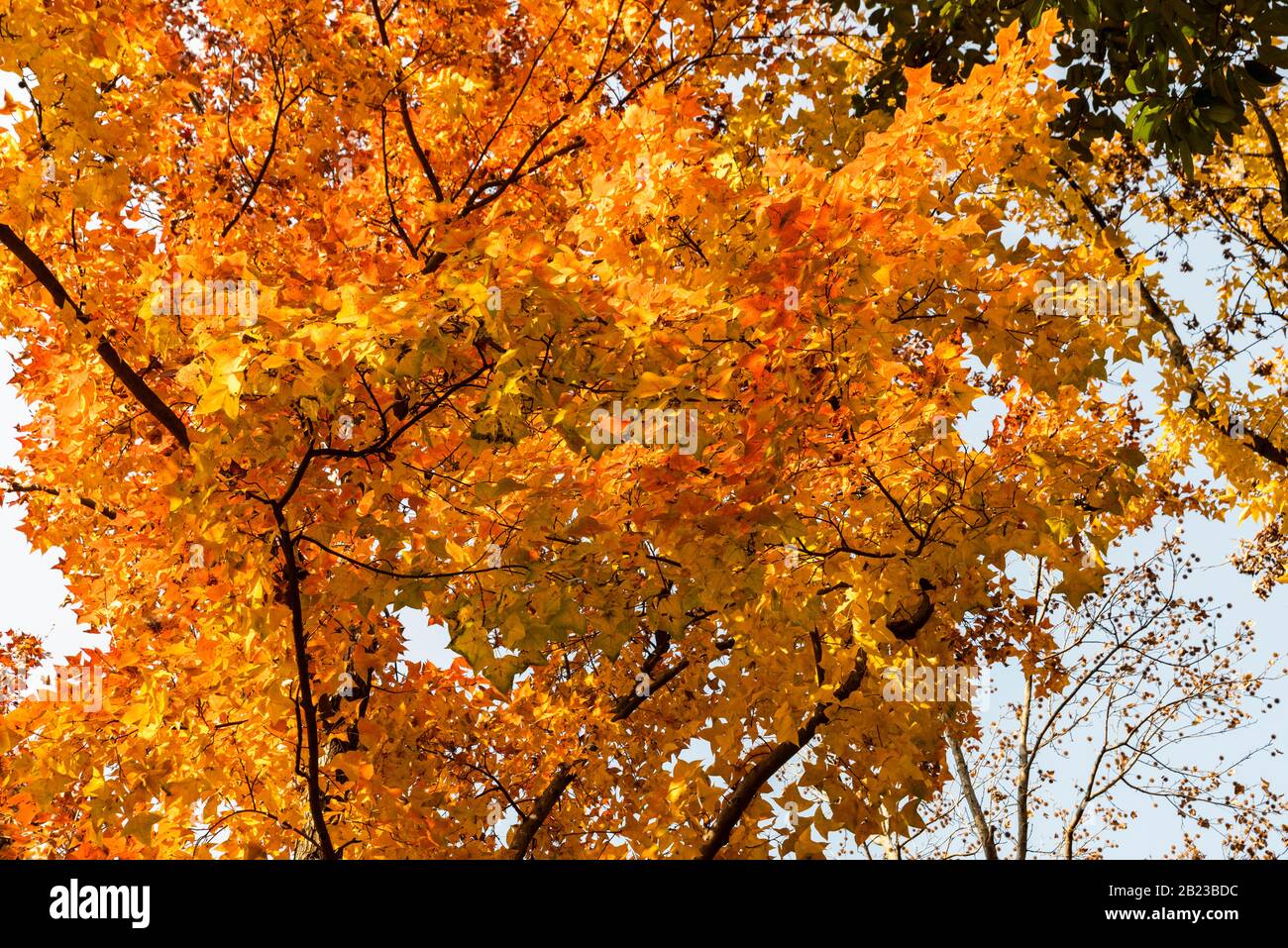 Tianping Shan (Berg Tianping) im Herbst/Herbst in Suzhou, Provinz Jiangsu, China. Stockfoto