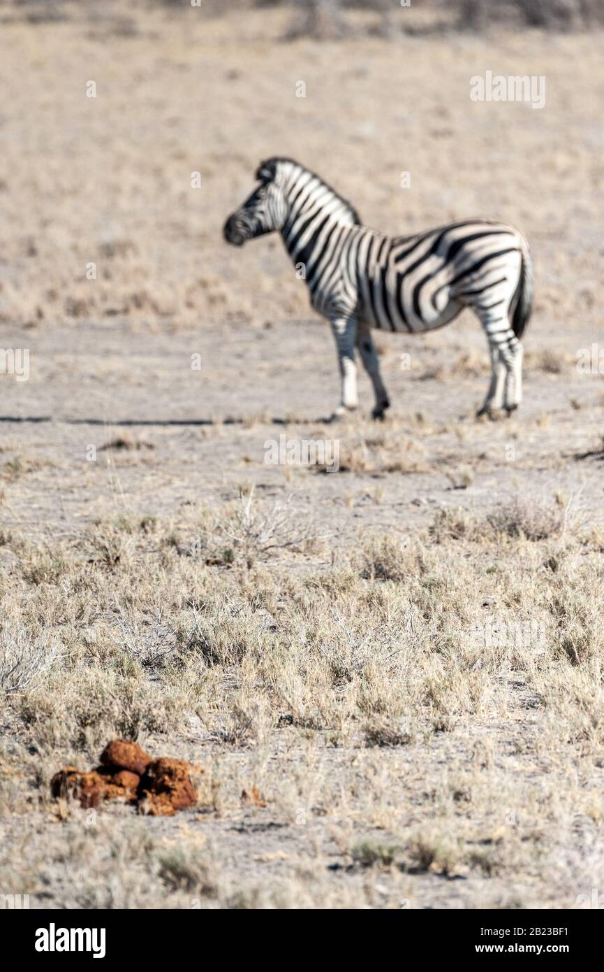 Ebenen eines Burchell's Zebra - Equus quagga burchelli - stehend auf den Ebenen von Etosha National Park, Namibia. Stockfoto