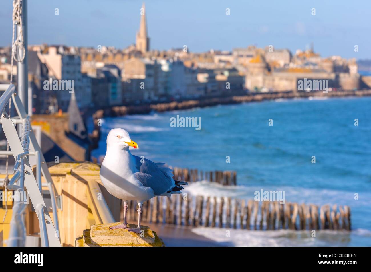Möwe auf dem Hintergrund der schönen ummauerten Hafenstadt Privateers Saint-Malo ist bekannt als Stadtkorsaire bei Flut, Bretagne, Frankreich Stockfoto