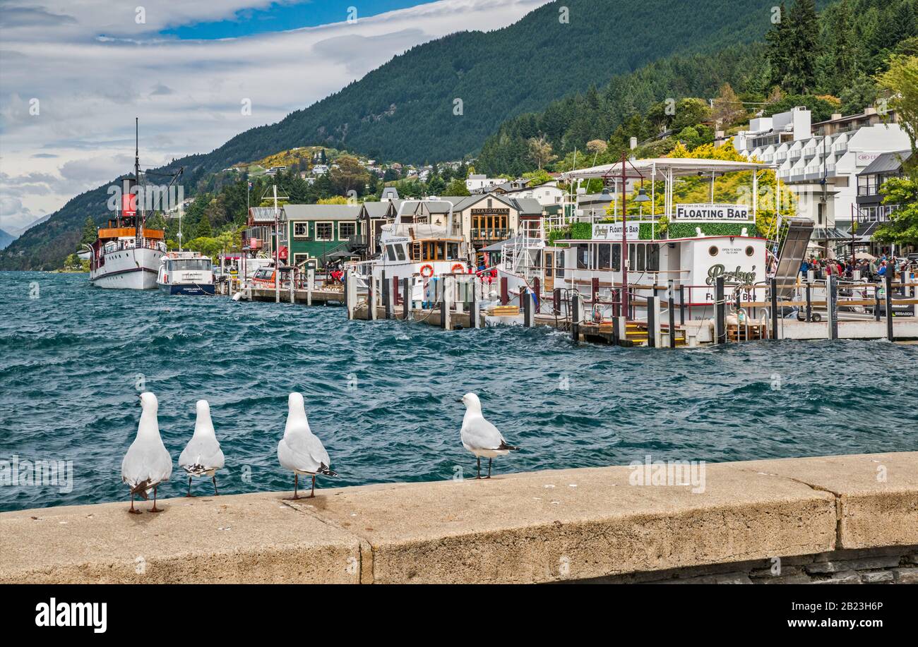 Schwarzschnabelmöwen, Kai in Queenstown Bay, Lake Wakatipu, in Queenstown, Otago Region, South Island, Neuseeland Stockfoto