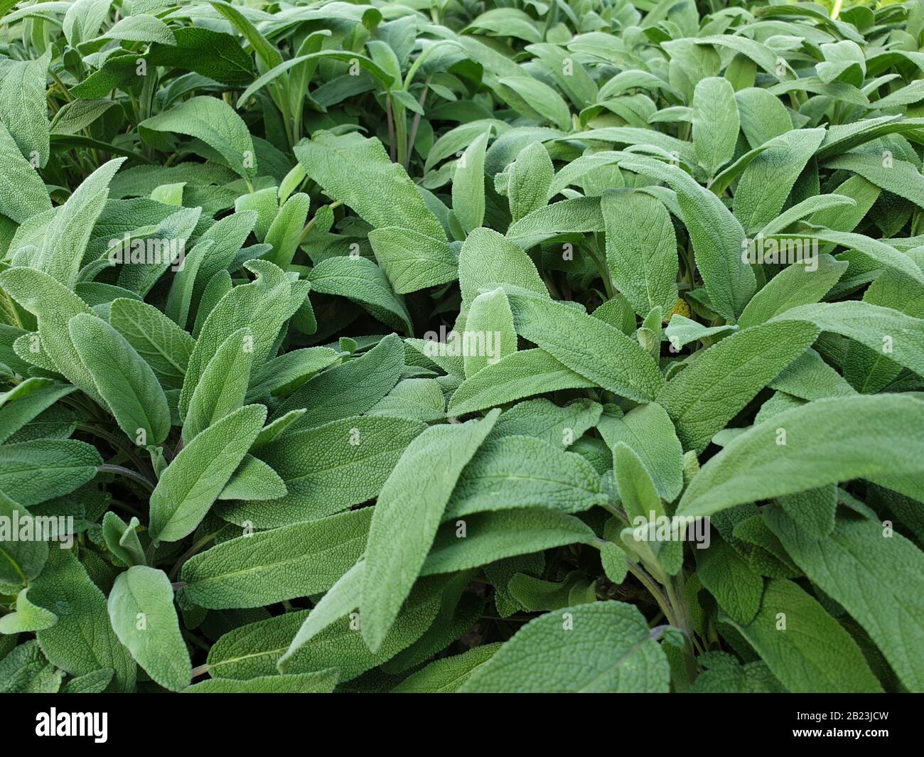 Eine Auswahl an köstlichen Salbeipflanzen, auch für leckere Gerichte Stockfoto