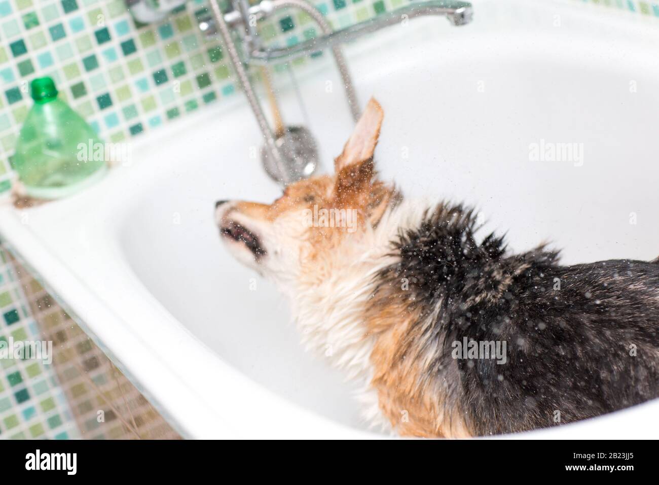 Corgi-Hund wäscht sich im Bad Stockfoto