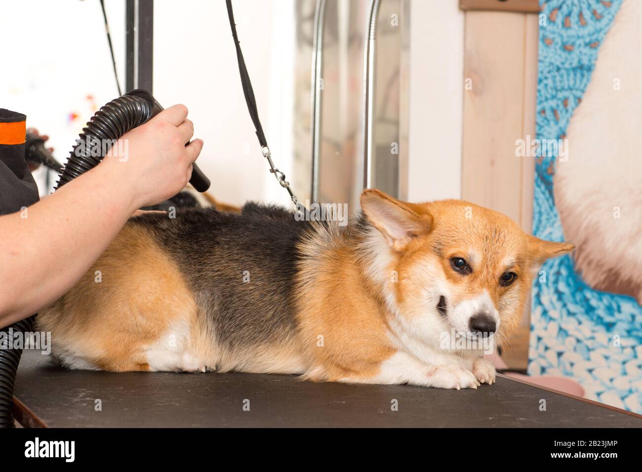 Dog Corgi Trocknendes Tierpflegekonzept Stockfoto