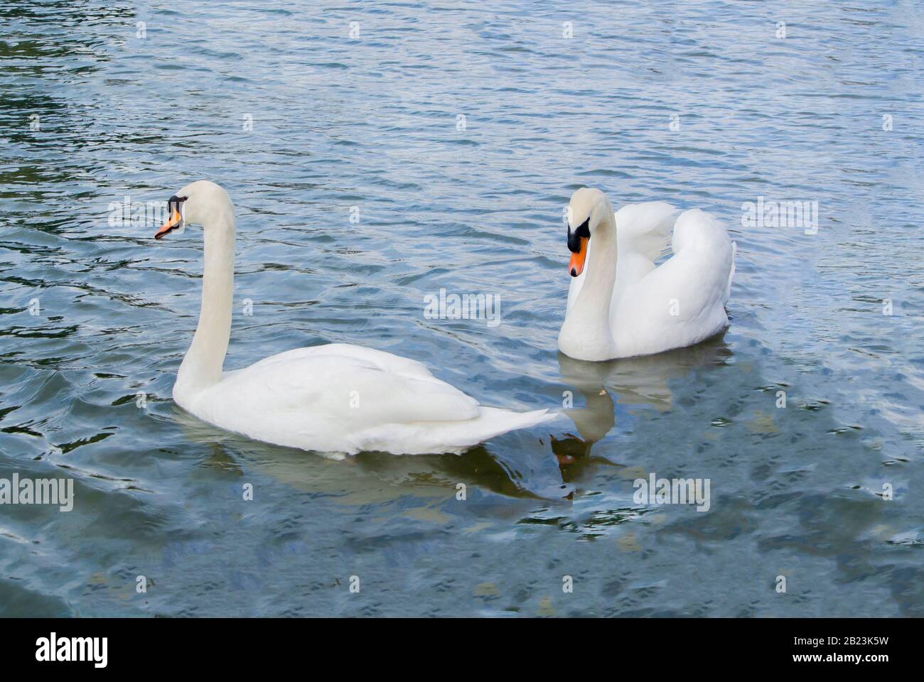 Zwei weiße Schwäne, die auf einem See schweben Stockfoto Zwei weiße Schwäne, die auf einem See schweben Stockfoto