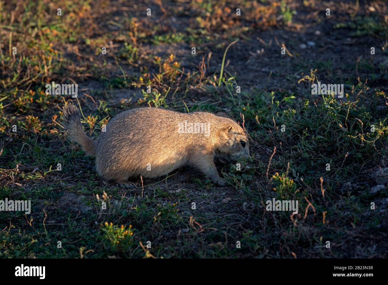 SD00247-00...SOUTH DAKOTA - Prairie-Hund in Roberts Prairie Dog Town im Badlands National Park. Stockfoto