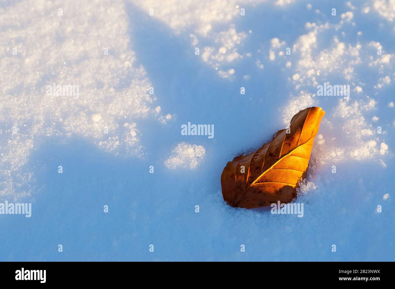 Nahaufnahme eines aus dem Schnee auftauchenden Brechenblatts, das von einer niedrigen Wintersonne angezündet wird. Stockfoto