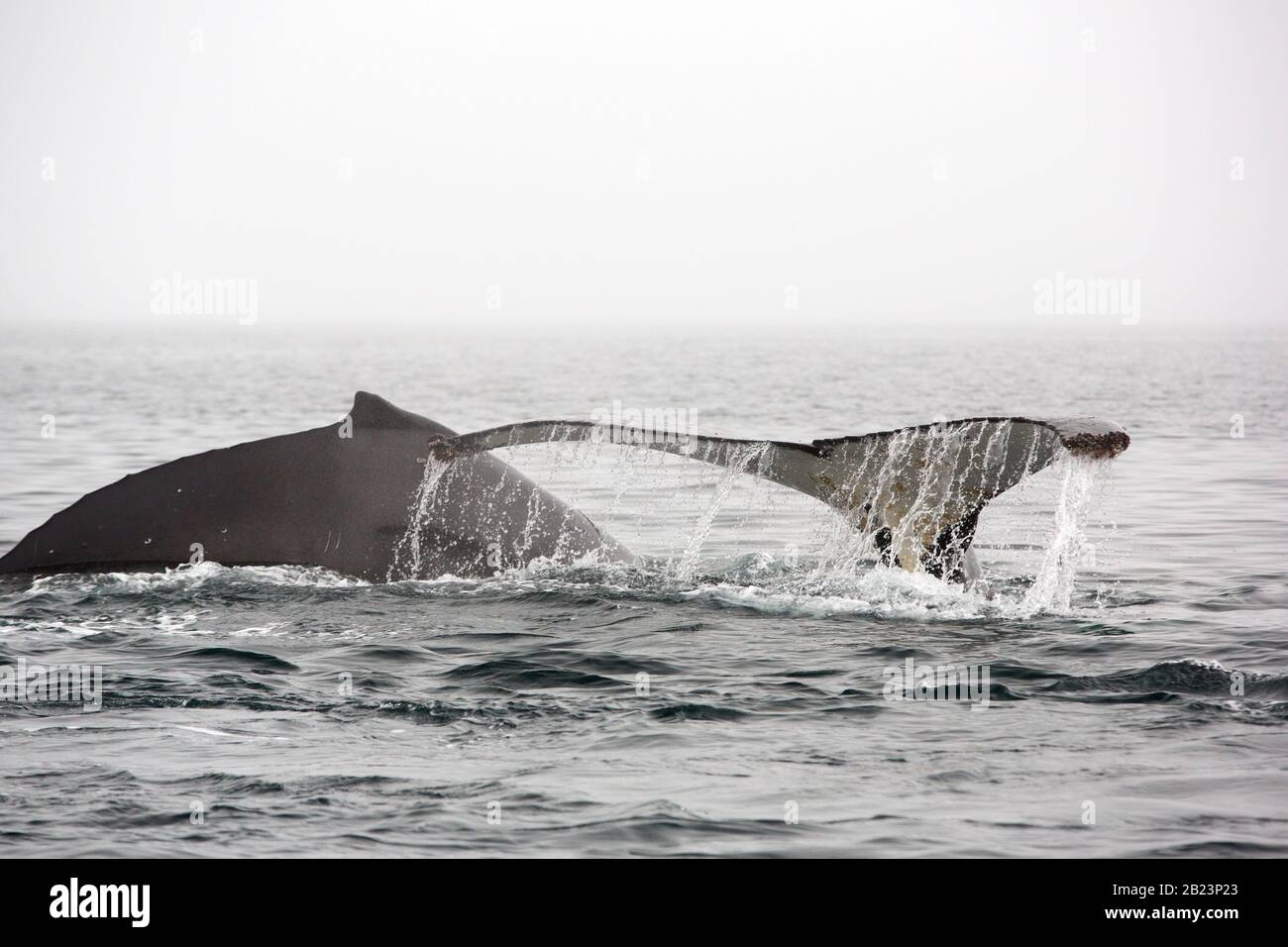 Buckelwal Megaptera novaeangliae am Foyn Harbour, der Wilhelmina-Bucht, Antarktis. Stockfoto