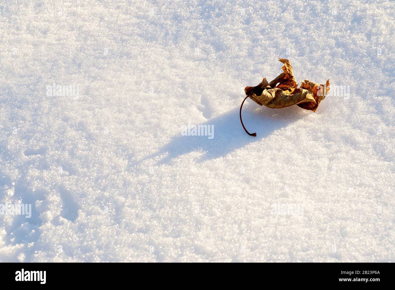 Nahaufnahme eines ausgetrockneten Blattes, das auf einem Flecken ungestörten Schnees liegt und von einer niedrigen Wintersonne angezündet wird. Stockfoto