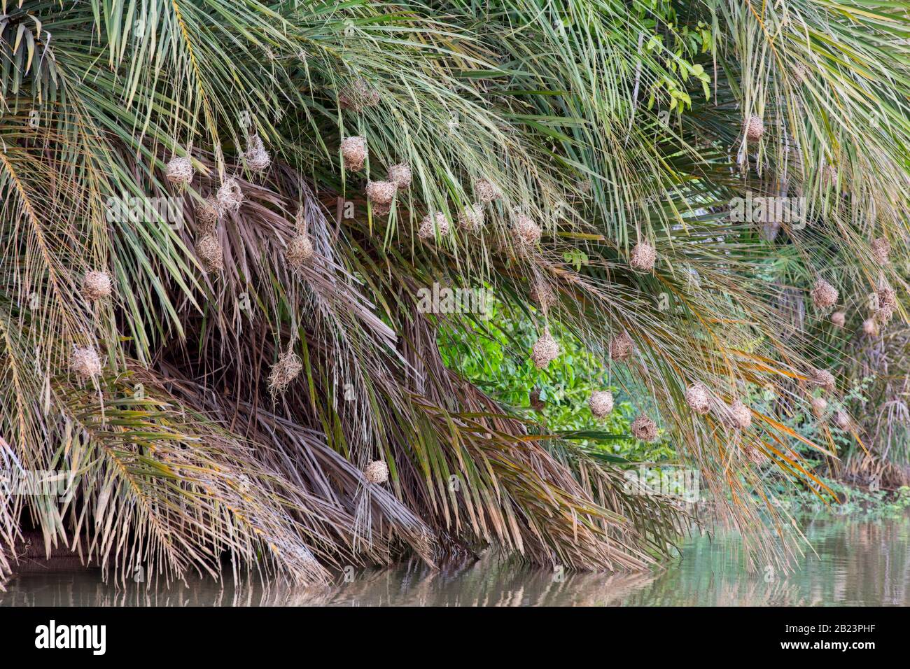 Kolonie der Webernester, die über dem Fluss, Gambia, hängen. Stockfoto