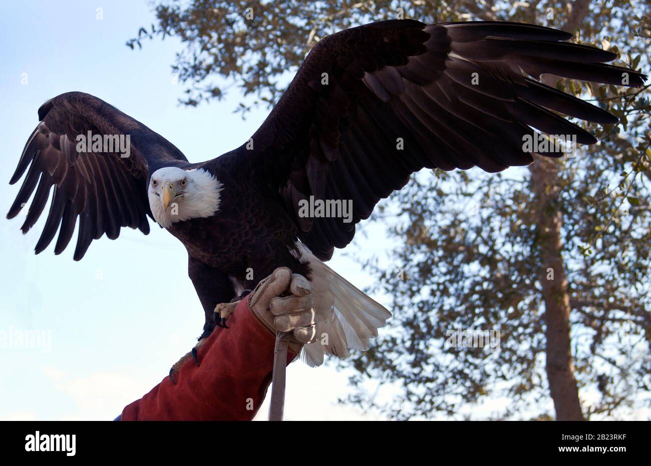 Der Adler fliegt in Lake Placid, Florida Stockfoto