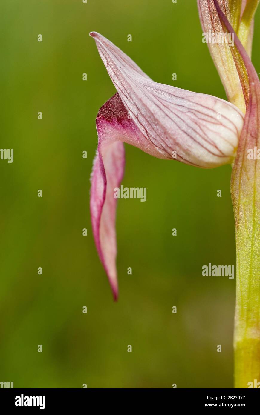 Orchid - Serapias lingua - Wild Orchid, Plant und Blume in seiner natürlichen Umgebung Stockfoto