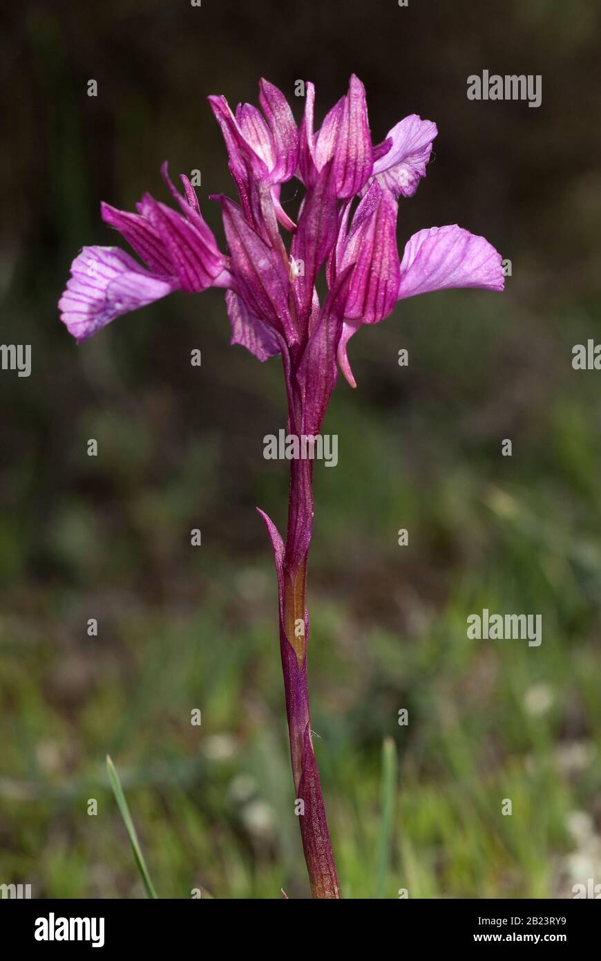 Orchidee - Orchis Papilionacea - Pflanzen und blühen in seiner natürlichen Umgebung, wilde Orchideen Stockfoto