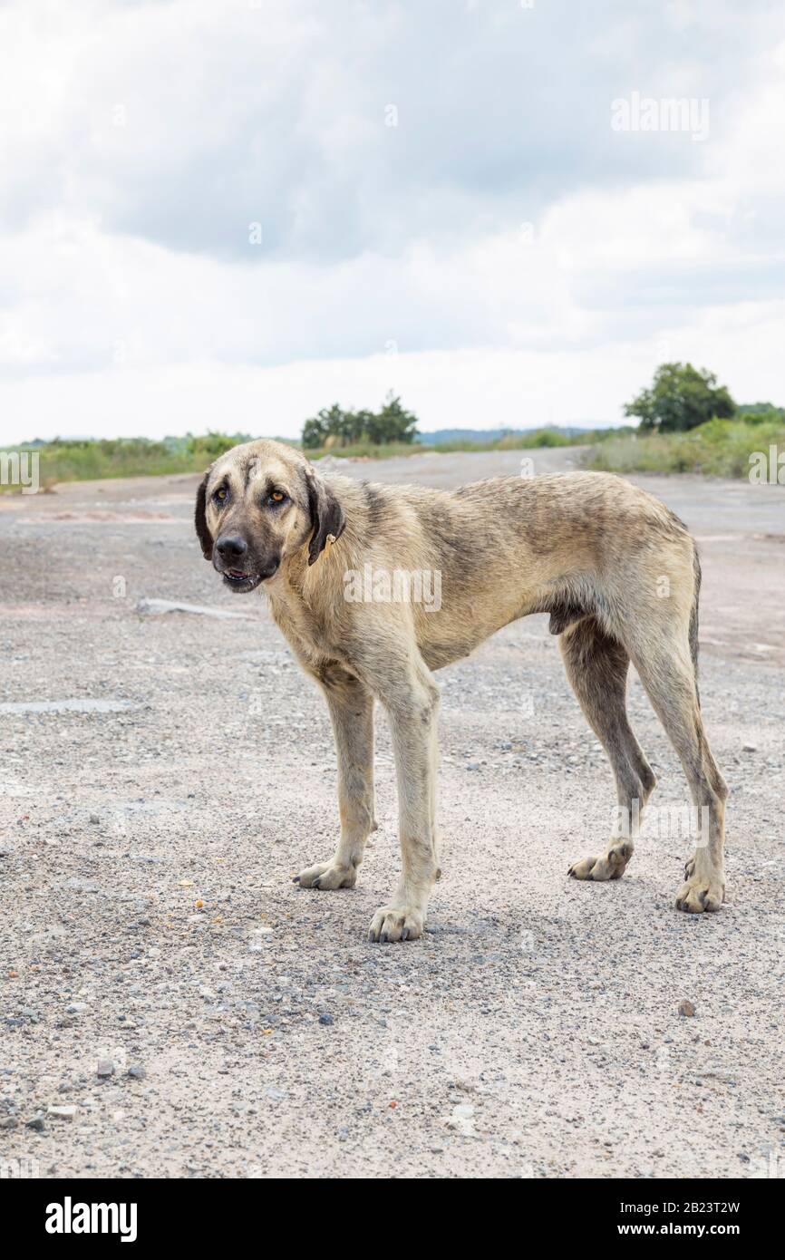 Ein armer und häutiger Straßenhund, der auf dem Weg steht Stockfoto