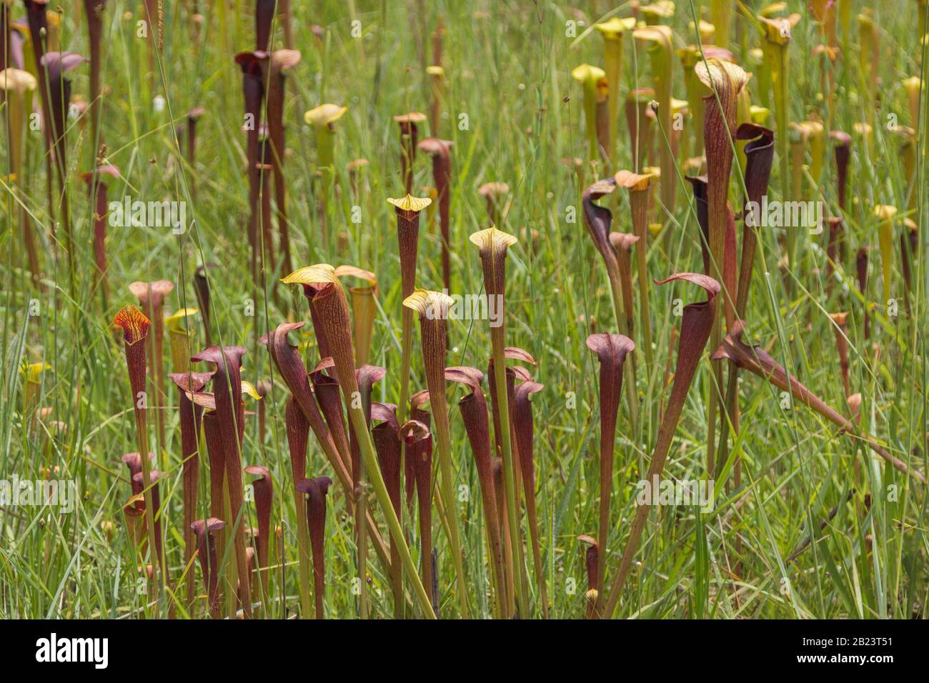 Sarracenia alata im Stone County, Mississippi, USA Stockfoto