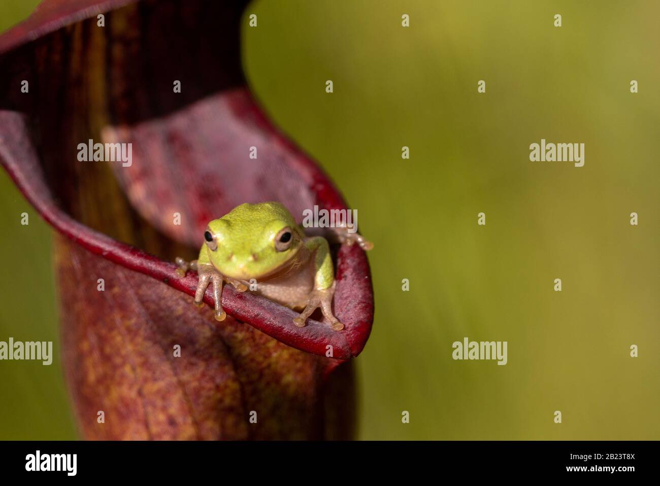 Baumfrosch (Hyla sp.) beim Blick in die Kamera auf Sarracenia alata in Stone County, Mississippi, USA Stockfoto